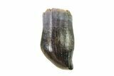 Cretaceous Fossil Dinosaur (Thescelosaurus) Tooth - Montana #338862-1